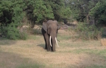 Wildlife